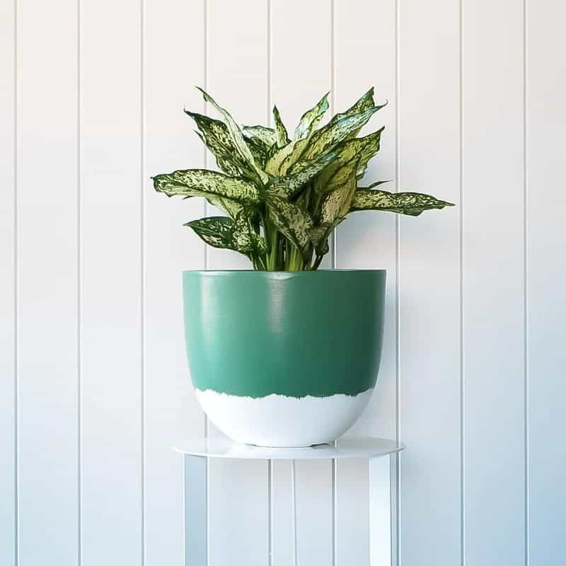 Color Dipped Concrete Planters