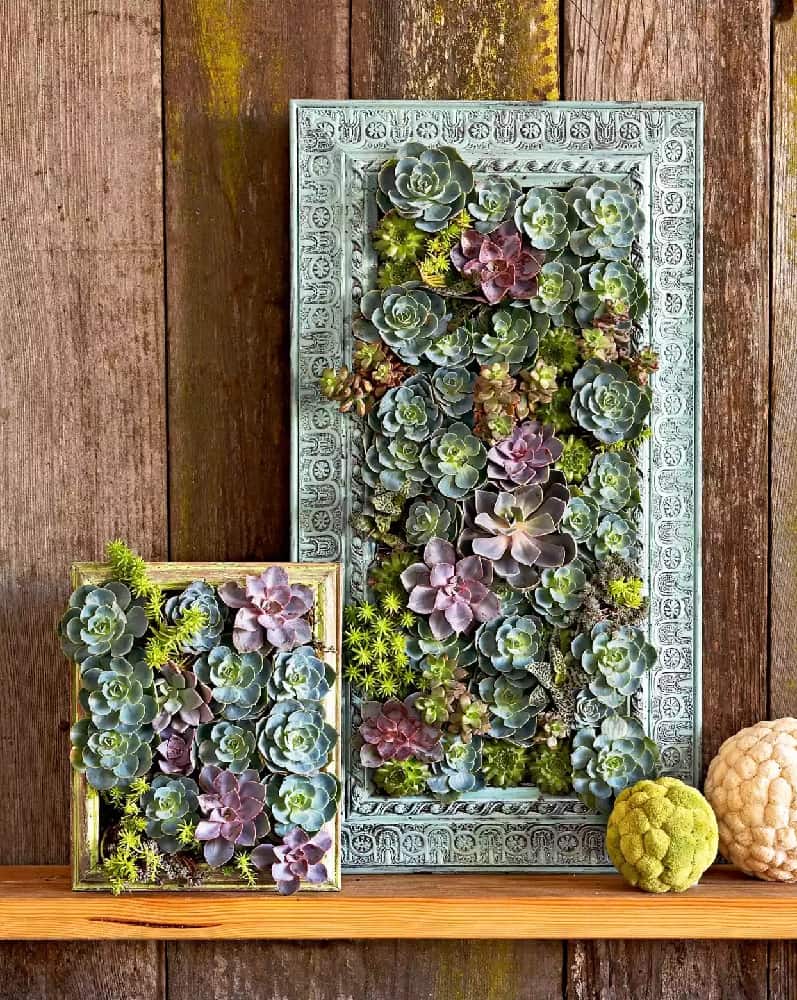 Create a Plant Wall Out of Succulent Plants