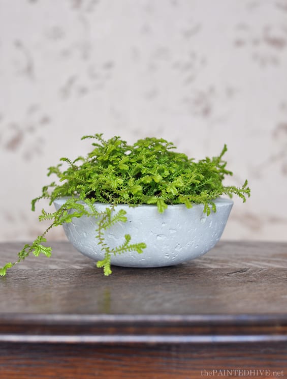 DIY Concrete Bowl Planters