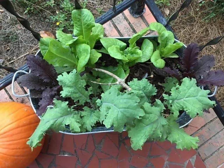 DIY Self-Watering Plant Stand