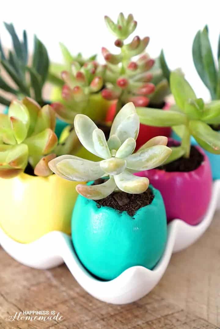 Egg Shape Succulent Planters