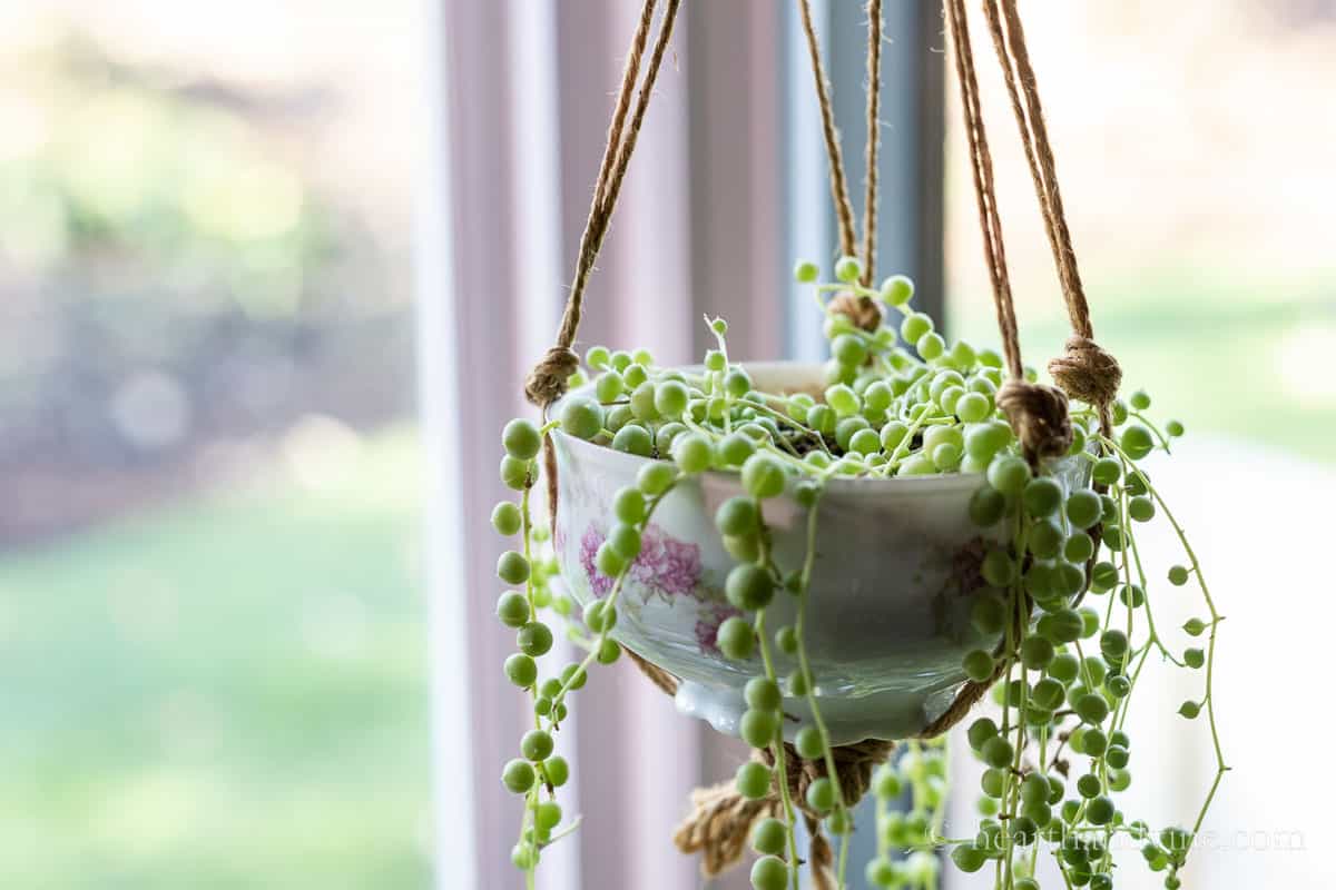 Hanging Coffee Cup Planter
