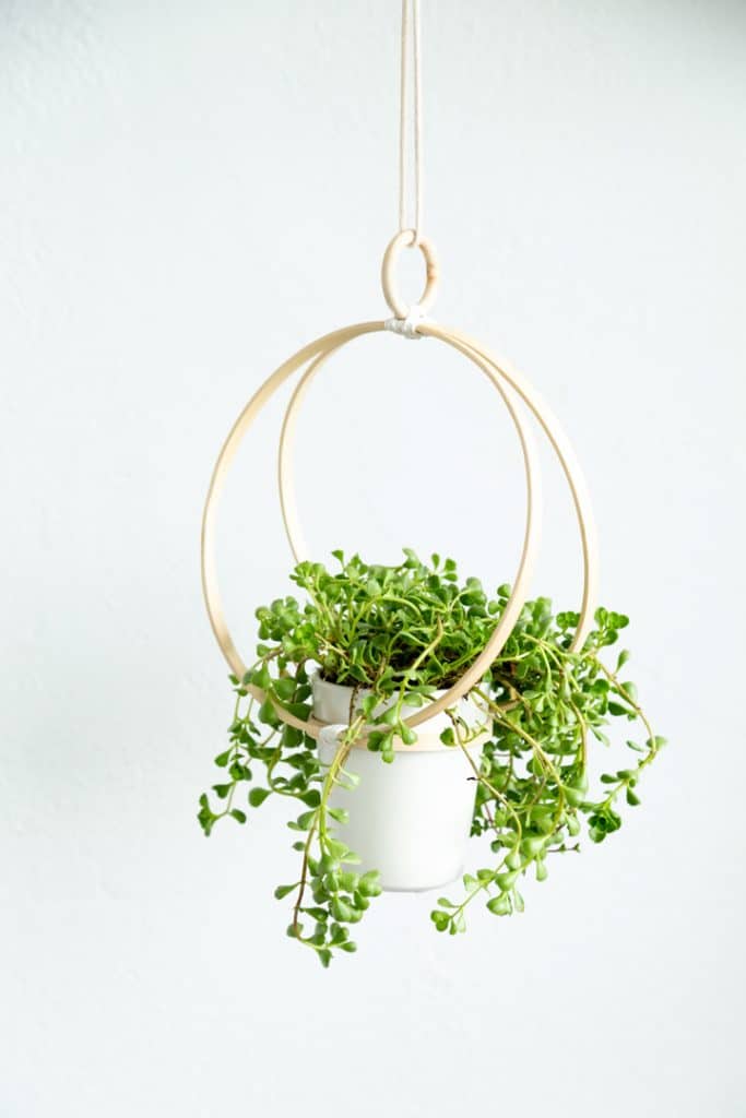 Hanging Succulents Planters in an Embroidery Hoop