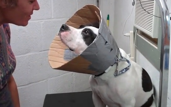 Make A Simple And Sturdy Dog Cone Out Of Cardboard