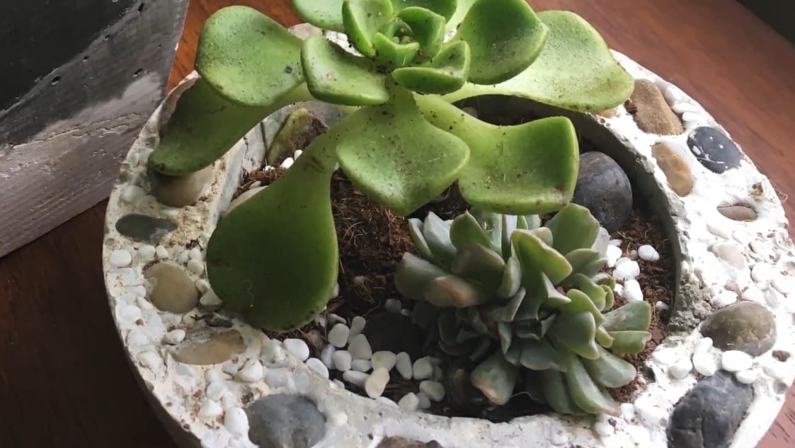 Minimalist DIY concrete planter projects