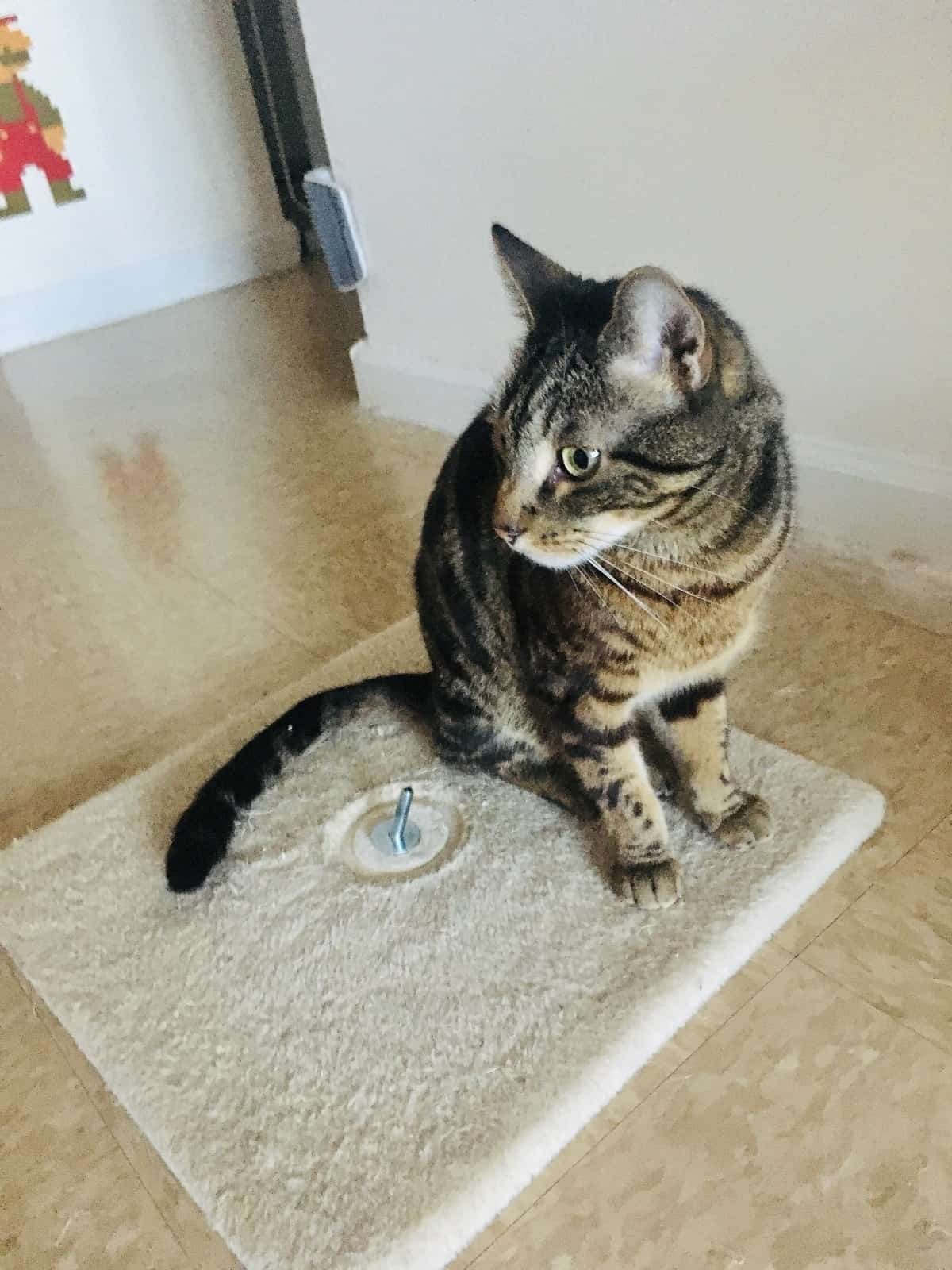 Carpet Cat Scratch Post