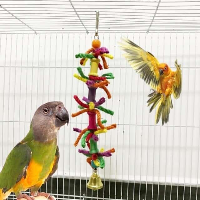 DIY Bird Toys