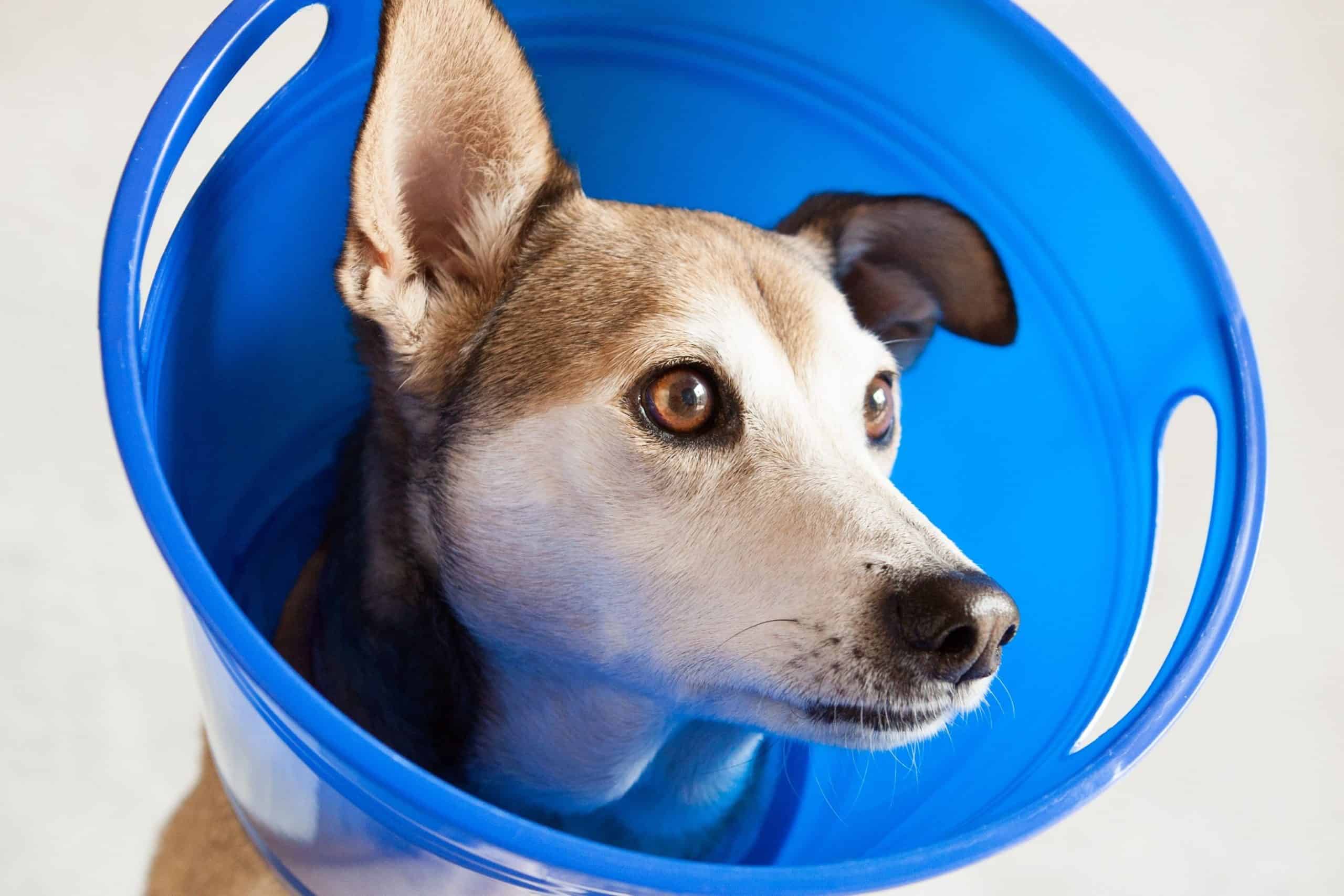 Cool Bucket Collar Homemade Dog Cone