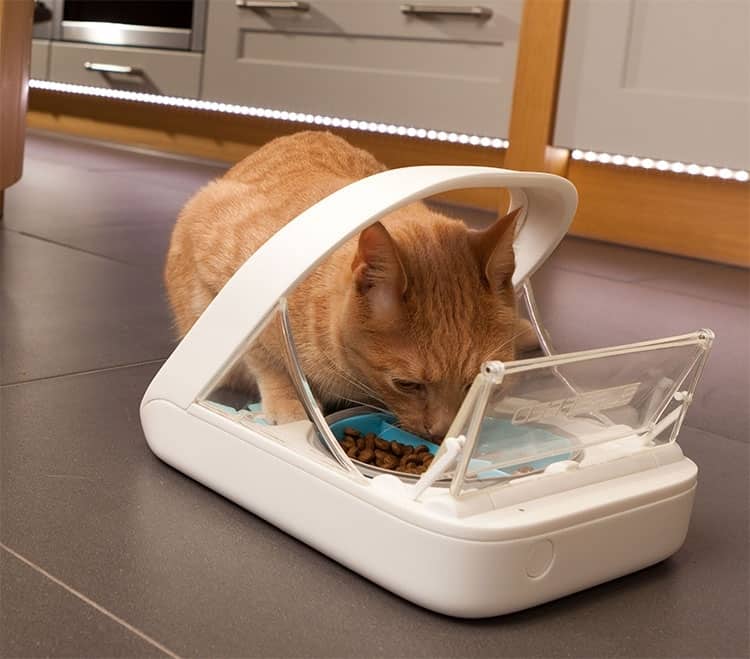 Creative Cat Feeder Plans