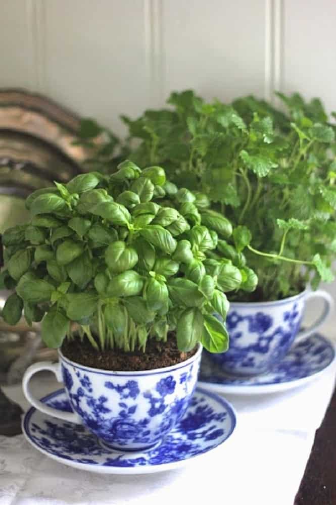 Cup And Saucer Hanging Herb Garden