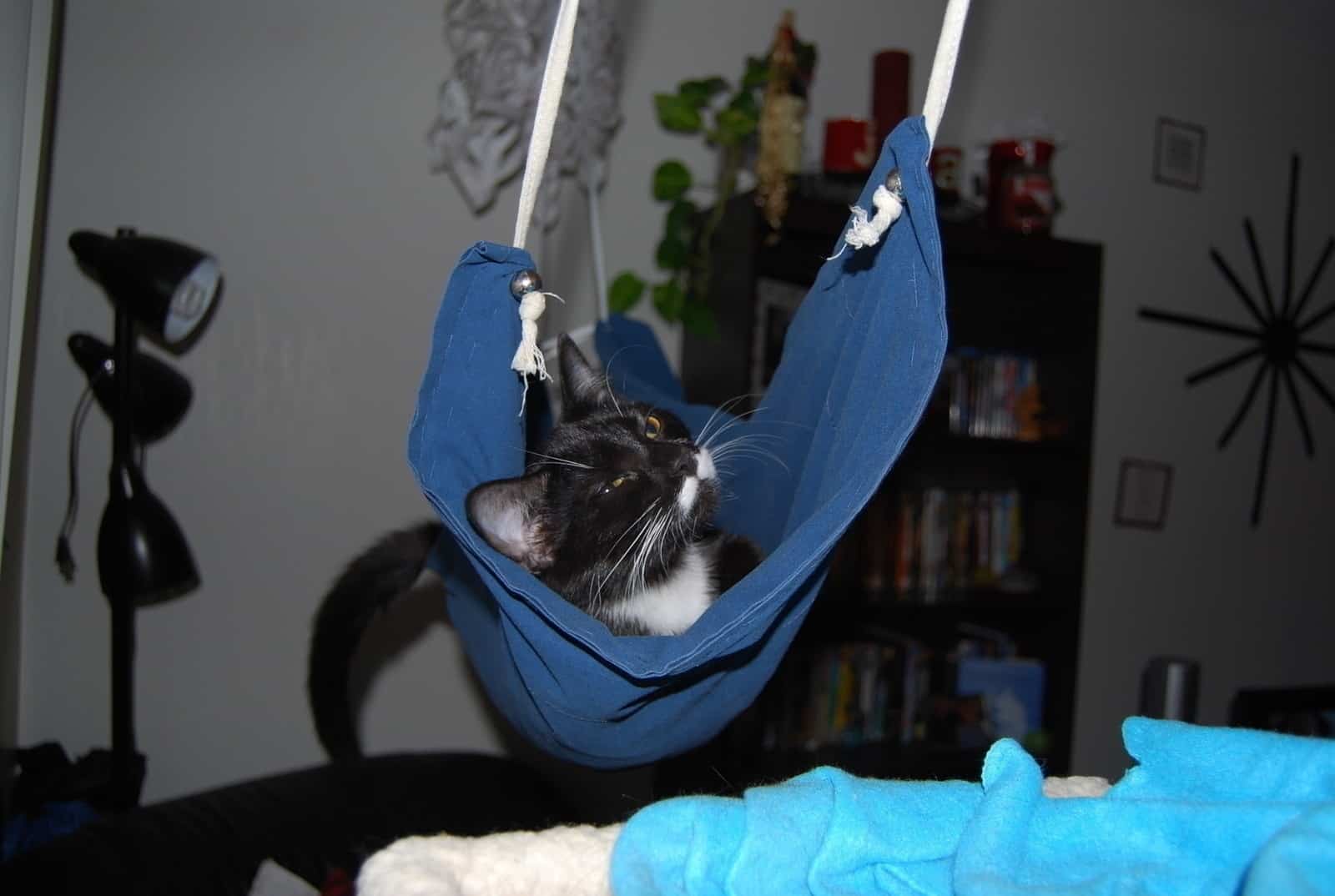 Curtains As Diy Cat Hammocks