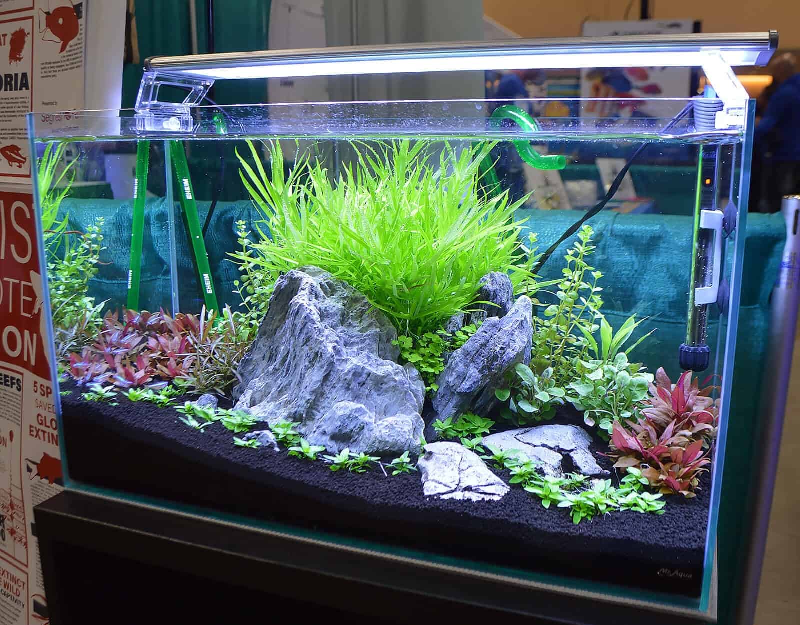 Diy Aquarium With Plants