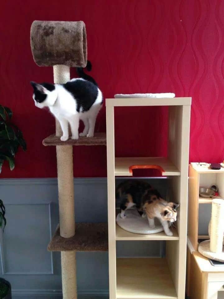 Diy Cat Tree Ikea Hack