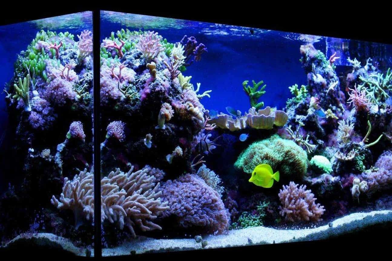 Diy Coral Reef Tank