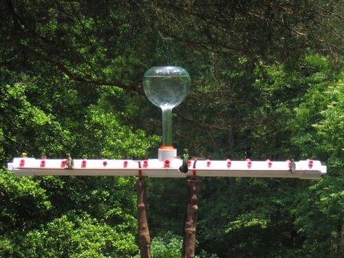 Diy Hummingbird Feeder Bar