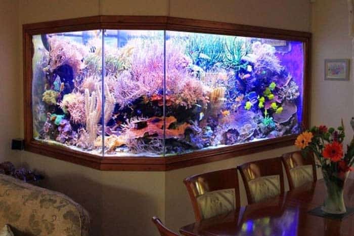 Diy Marine Fish Tank