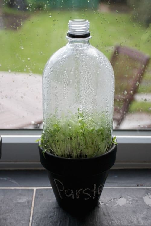 Diy Mini Greenhouse From A Plastic Bottle
