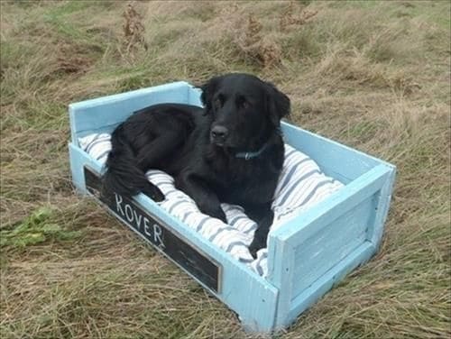 Diy Outdoor Sofa Plans For Dogs