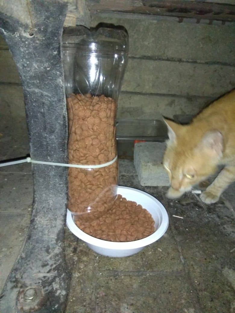 Diy Plastic Bottle Cat Feeder Plans