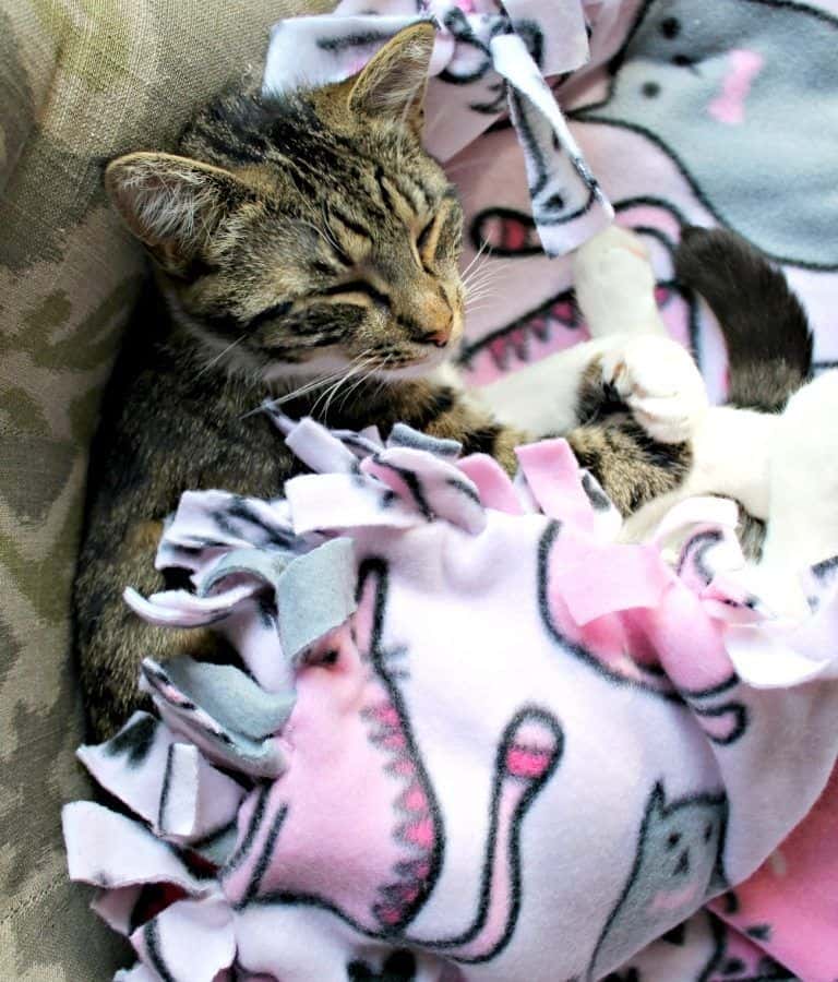Diy Printed Pillow Cat Bed With Catnip