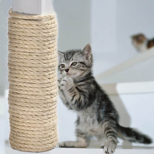 Diy Sase Sisal Rope Cat Scratcher