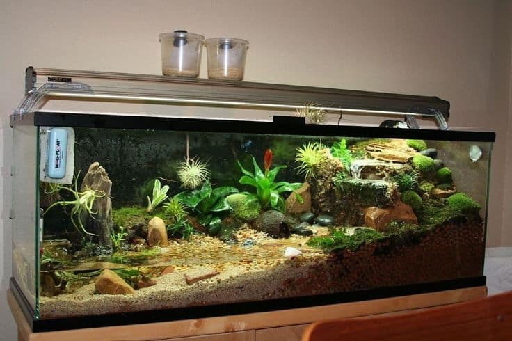 Diy Sea Turtle Tank