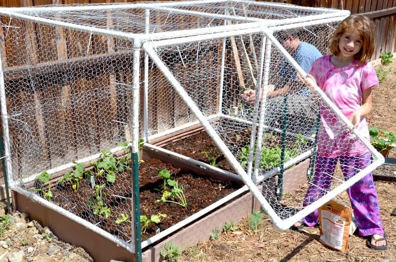 Diy Strawberry Cages