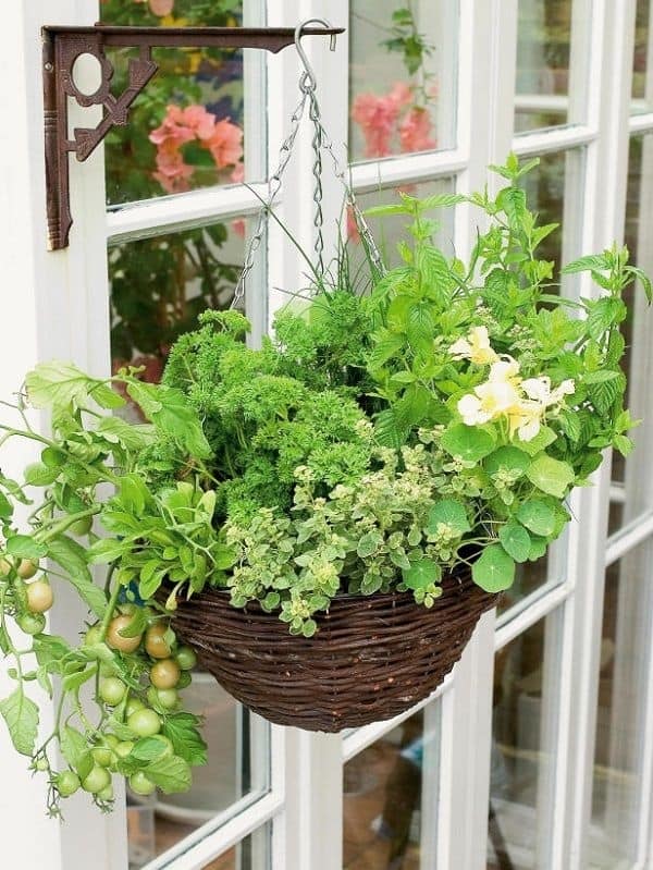 Hanging Basket With Herbs