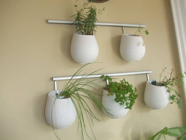 Hanging Succulents And Herbs Mounted On The Wall In Kitchen