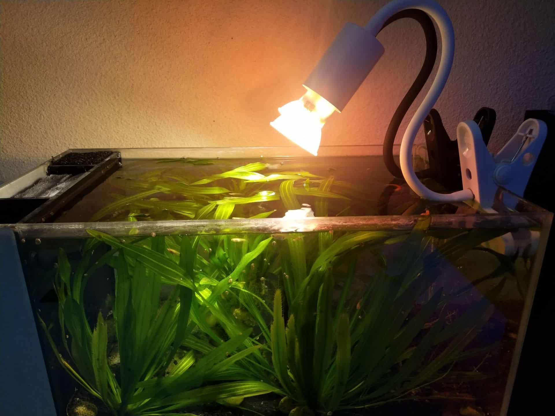 DIY Aquarium Light using Heat Lamp