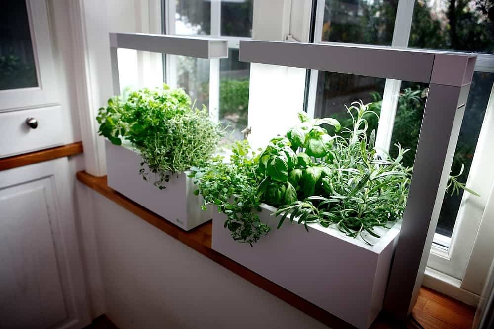 indoor herb garden