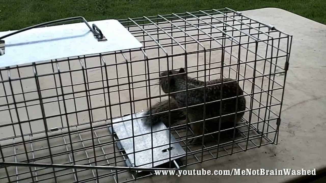 Live Animal Trap For Squirrels