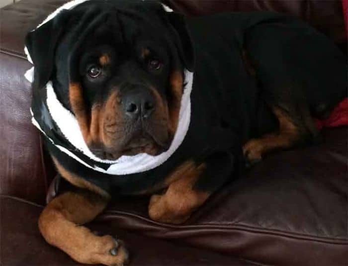 Make A No-Sew Dog Cone Out Of An Old T-Shirt