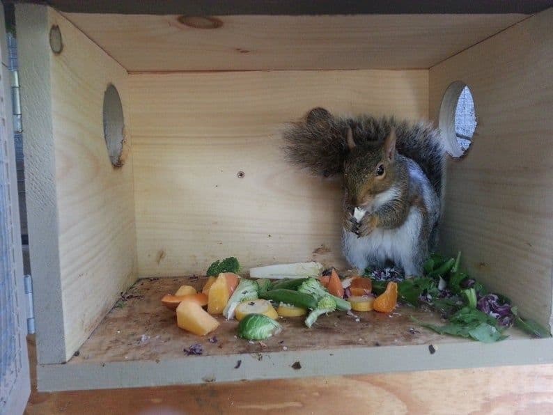Minimalist Squirrel Feeder Plans