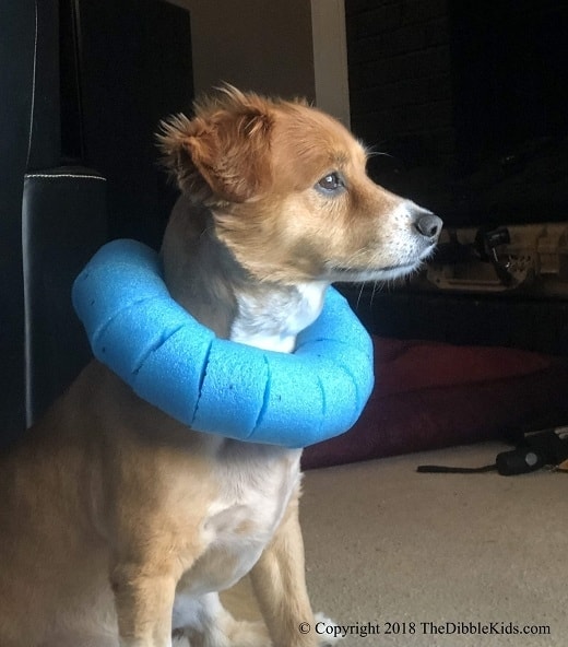 Pool Noodle Comfy Dog Cone