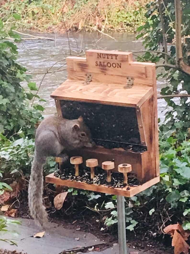 Squirrel Feeder Nutty Saloon