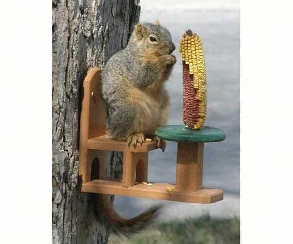 Squirrel Feeder-Table-Chair