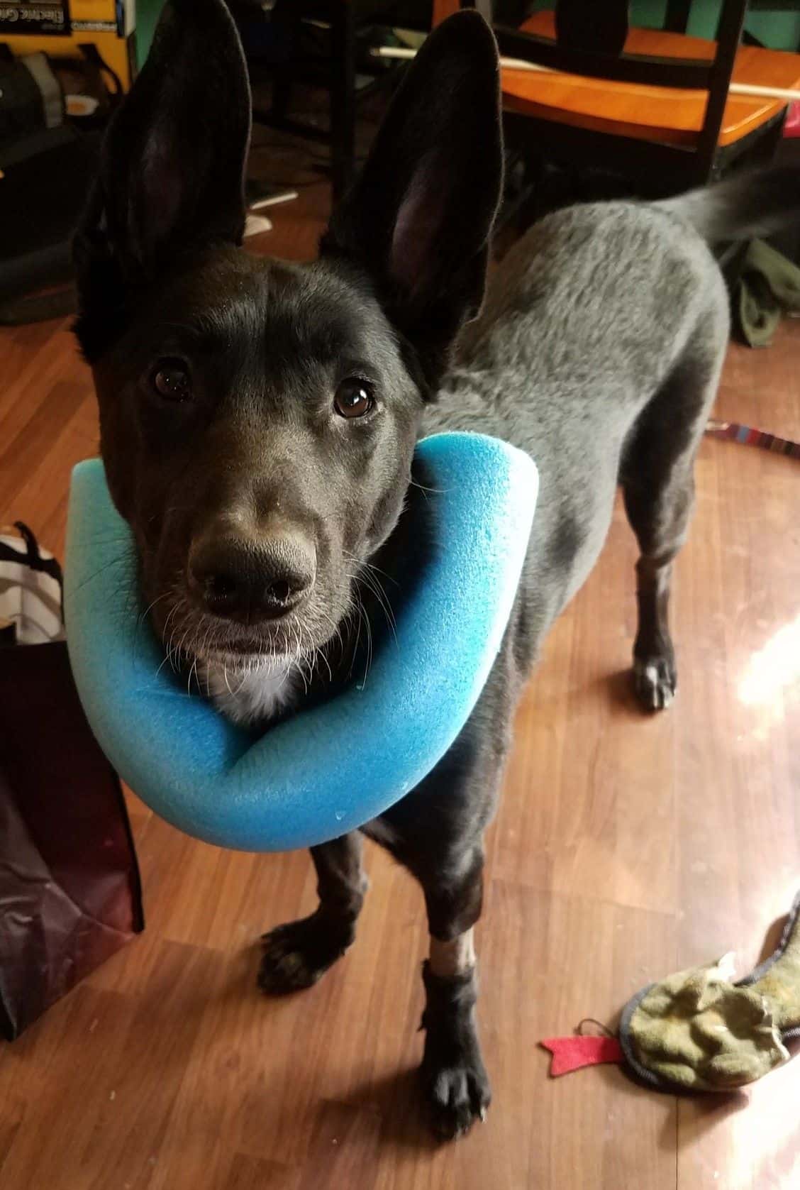 Styrofoam Collar Dog Cone Idea