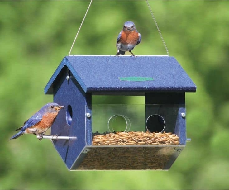 15-diy-bluebird-house-plans-that-attract-the-beautiful-birds