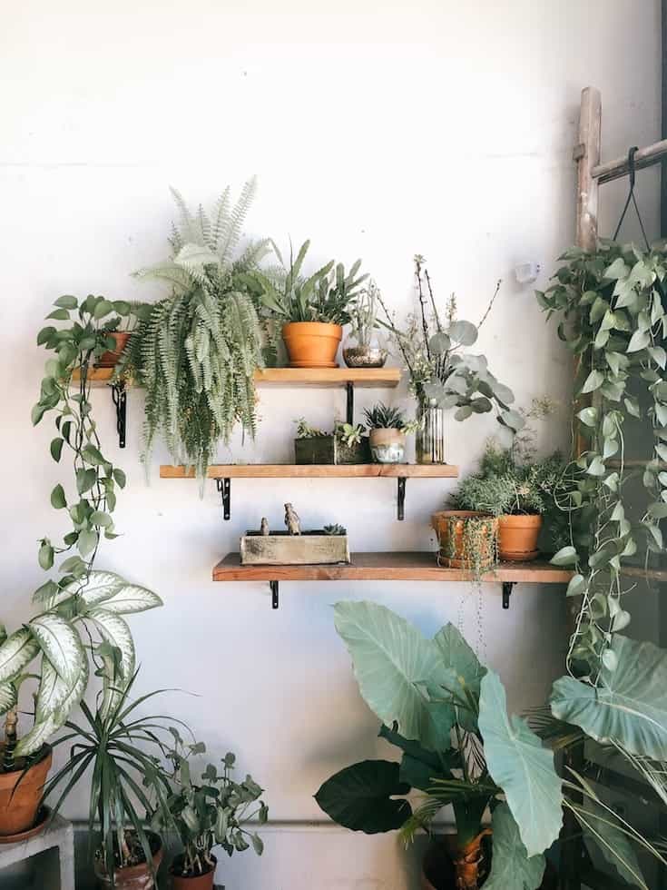 wall mounted plant stand